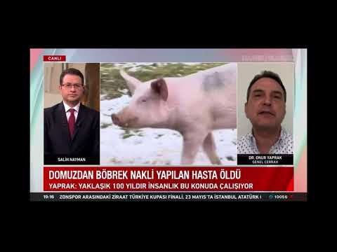 Hayvandan İnsana Yapılan Organ Nakillerindeki Son Gelişmeler